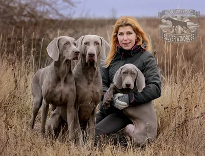 Гладкошерстный веймаранер - Hunting dog