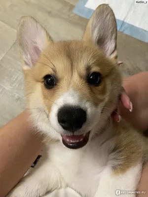 Вельш корги пемброк (Pembroke Welsh Corgi) - это жизнерадостная,  дружелюбная, умная порода собак. Фото, описание и отзывы.