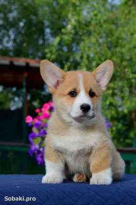 Вельш корги пемброк (Pembroke Welsh Corgi) - это жизнерадостная,  дружелюбная, умная порода собак. Фото, описание и отзывы.