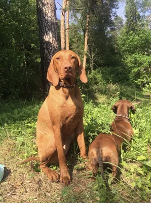 Vizsla Kennel ASPER Petrus - ВЫЖЛЫ 🐕 бывают разные!!! На этом фото  законный представитель ВЕНГЕРСКОЙ ЛЕГАВОЙ, порода ЖЕСТКОШЕРСТНАЯ ВЕНГЕРСКАЯ  ВЫЖЛА. ⠀ Я жалею, что я не встретила ее 10 лет назад, когда