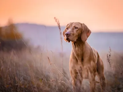 Венгерская выжла (Vizsla) - это большая, активная и очень умная порода собак.  Фото, описание породы, отзывы.