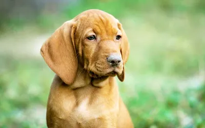 Венгерская выжла - Hunting dog