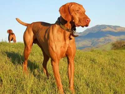 Венгерская выжла (легавая): 🐕 описание породы собак, характер, фото