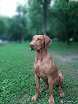 Венгерская выжла (Vizsla) - это большая, активная и очень умная порода собак.  Фото, описание породы, отзывы.