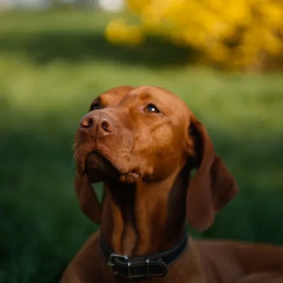 Венгерская выжла, или венгерская легавая (венг. magyar vizsla), — охотничья порода  собак :: Тамара Бедай – Социальная сеть ФотоКто