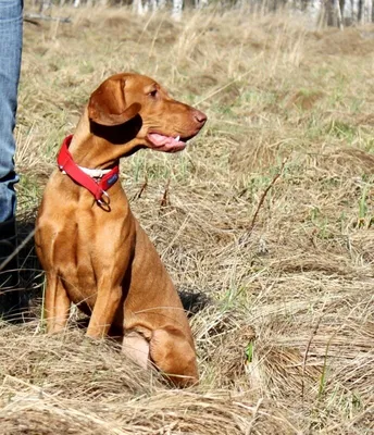 Венгерская выжла (легавая): 🐕 описание породы собак, характер, фото