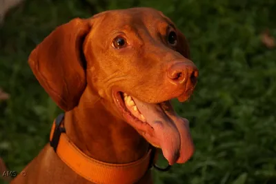 Венгерская выжла: характер, описание, содержание [фото и видео] | Vizsla  dogs, Vizsla, Hungarian vizsla