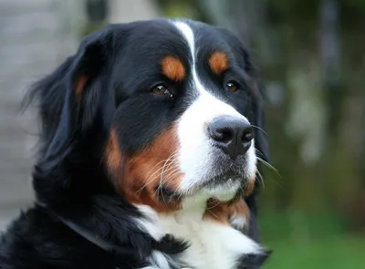 Порода собаки бернский зенненхунд фото фотографии