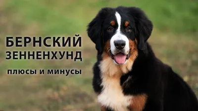 Собаки » Породы » Бернский зенненхунд (бернская горная пастушья собака)