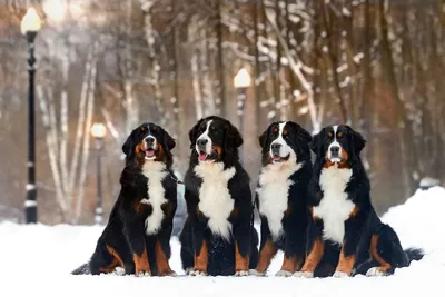 БЕРНСКИЙ ЗЕННЕНХУНД. Плюсы и минусы бернской горной собаки | Bernese  Mountain Dog - YouTube
