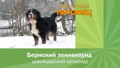 Скачать обои собака, щенок, бернский зенненхунд, dog, puppy разрешение  2880x1800 #151184