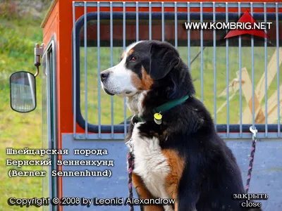 Бернский зенненхунд. Всё о породе