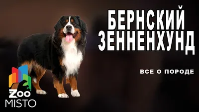 Порода большой швейцарский зенненхунд - Породы собак обзор на Gomeovet
