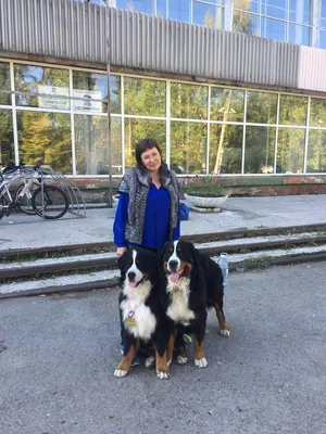 Швейцарская порода собаки Бернский зенненхунд (Berner Sennenhund.