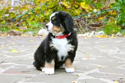 Берн. зенненхунд — MyPets.kg