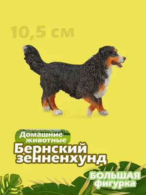 Бернский зенненхунд – характер, фото и описание породы | Бернский зенненхунд,  Бернские горные собаки, Породы собак