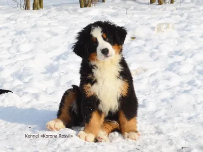 Бернский зенненхунд (Бернская овчарка) / Berner Sennenhund - PetsPoint.ru