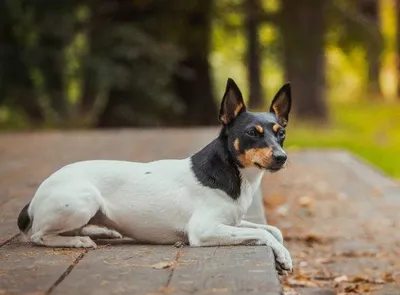 Fox terrier Стоковые фотографии, картинки, все без лицензионных отчислений  - Envato Elements