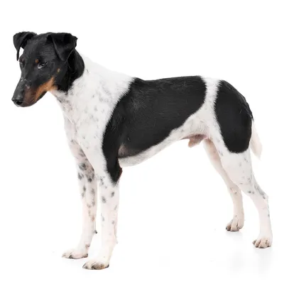 Fox Terrier ( Smooth Fox Terrier ) - Dog Breed Standards | Fox terrier,  Terrier dogs, Smooth fox terriers