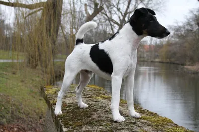 Fox-Terrier (мальчик) 5.5 aastat - Tallinn - Животные, Собаки купить и  продать – okidoki