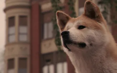 Akita Inu | Собака породы акита, Акита-ину, Породы собак