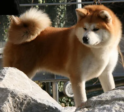 Хатико: порода собаки | PetGlobals.com | Дзен