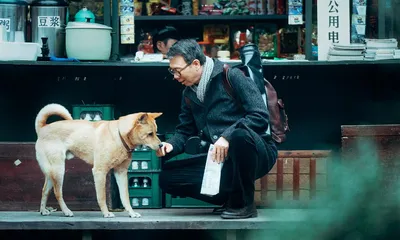 Акита-ину- порода собаки из фильма \"Хатико\" | Vadim TOPS | Дзен