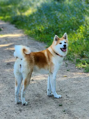 Акита Ину (Akita Inu) - легендарная порода собак родом из Японии. Описание,  отзывы, питомники.