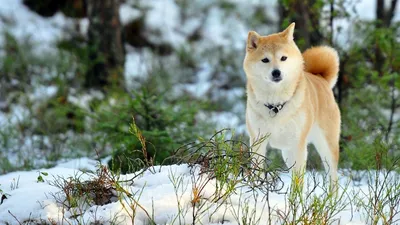 Tirnet - АКИТА-ИНУ Помните фильм «Хатико»? Реальная история о собаке,  которая 9 лет ждал своего хозяина? Так вот, это была собака породы акита.  Эта порода собак была выведена в префектуре Акита на