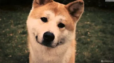 Акита-ину - порода собаки Хатико