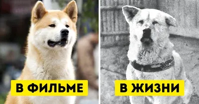 Акита Ину (Akita Inu) - легендарная порода собак родом из Японии. Описание,  отзывы, питомники.