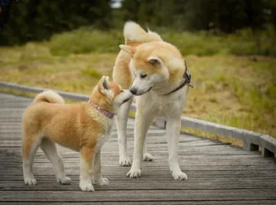 Хатико Самый верный друг / Hachiko: A Dog's Story (2009, фильм) - «Фильм,  который заставил меня реветь.. Хатико:(» | отзывы