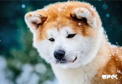 Порода собак хатико (49 фото) - картинки sobakovod.club
