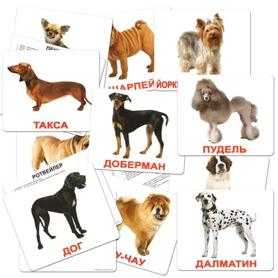 Брахицефалические породы собак – особенности видов, распространенные  проблемы и варианты их решения