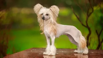 Большие породы собак – топ-15 крупных пород с фото – ProPlan.ru