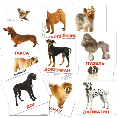 Все породы собак с фото и названием, советы по уходу, питанию, лечение на  сайте Doge.ru
