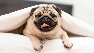 Породы собак: фото, названия и описание — ProPlan.ru