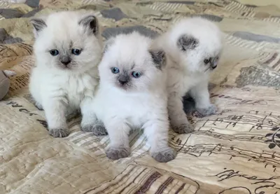Магия породистых кошек на фотографиях