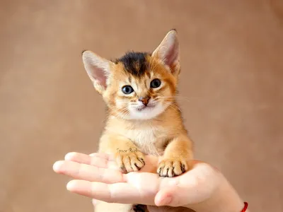 Эксклюзивные фото породистых кошек