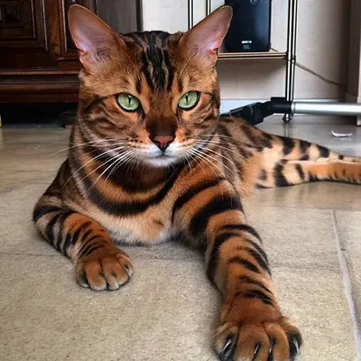 Роскошные породы кошек на фото