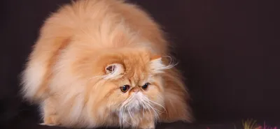 Уникальные породы кошек на фото