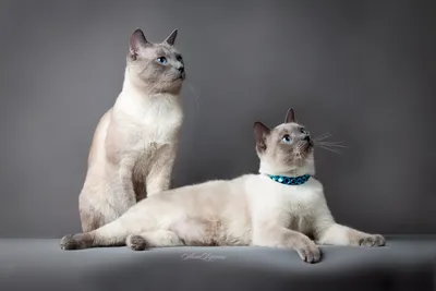 Породистые кошки: скачать бесплатно, фото, изображения