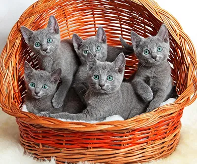 Исключительные породы кошек на фото