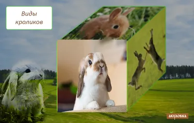 Породы декоративных кроликов с фото и описанием фотографии