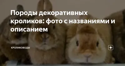 Породы декоративных кроликов: фото, названия и описание | «Твой Кролик»