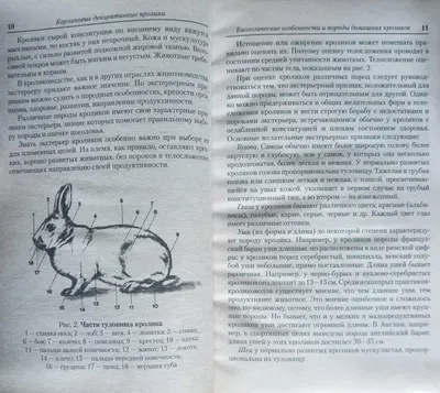 Минилоп кролик или миниатюрный вислоухий - Декоративные кролики