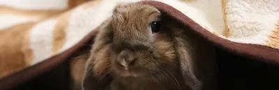 ДЕКОРАТИВНЫЕ КРОЛИКИ: ЗДОРОВЬЕ, ПИТАНИЕ, СОДЕРЖАНИЕ. All about bunnies. |  Facebook