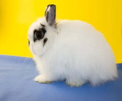 ДЕКОРАТИВНЫЕ КРОЛИКИ: ЗДОРОВЬЕ, ПИТАНИЕ, СОДЕРЖАНИЕ. All about bunnies. |  Facebook