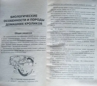 Домашнее содержание декоративного кролика | Зооцентр \"ПЭТСЭНСЭЙ\"