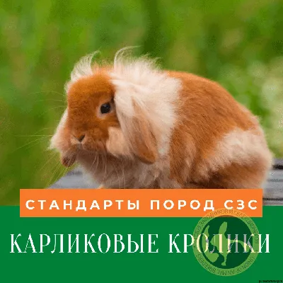 Кролик породы \"Вислоухий баран\" - «Плюсы и минусы содержания декоративных  кроликов в квартире » | отзывы